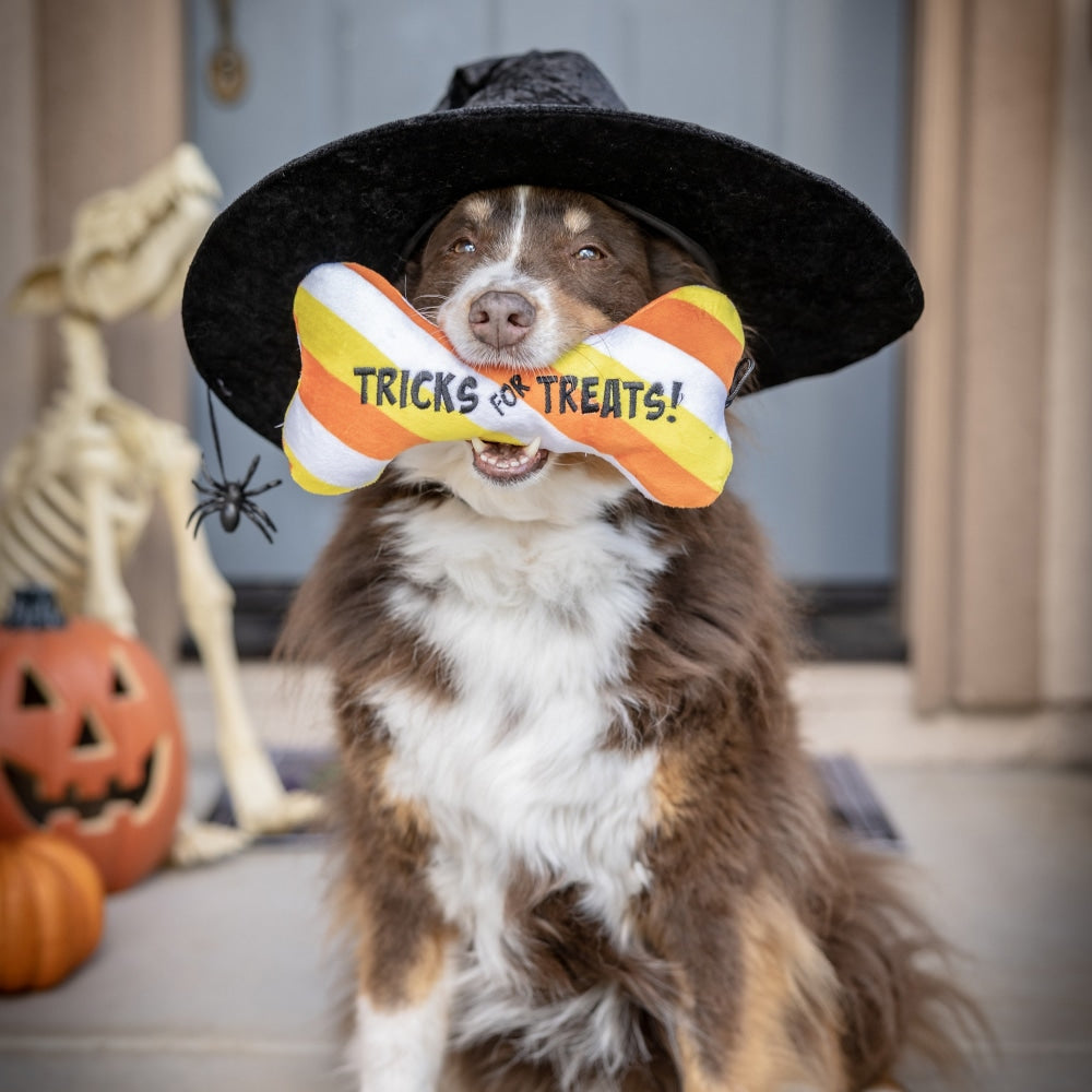 Tricks for Treats Bone Dog Toy