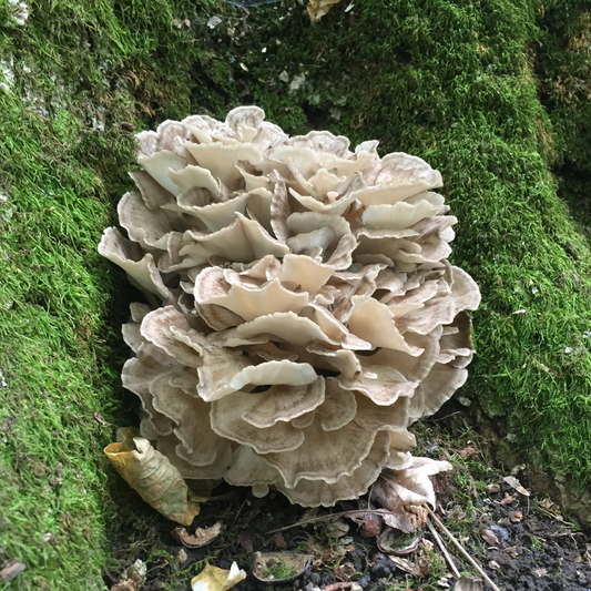 Miatake Mushroom Extract Powder- USDA Organic- 4oz