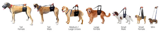 GingerLead- Dog Support & Rehabilitation Harnesses