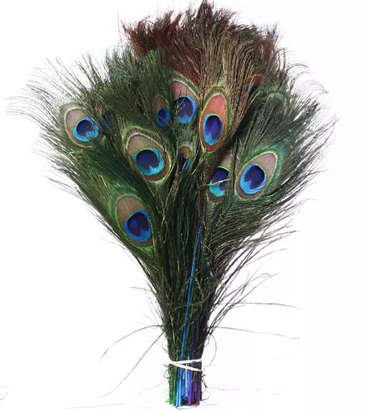 Peacock Eye Feather 35"-40"