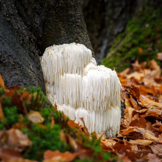 Lion's Mane Mushroom Extract Powder- USDA Organic- 4oz