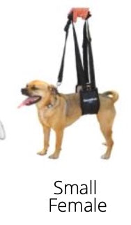 GingerLead- Dog Support & Rehabilitation Harnesses