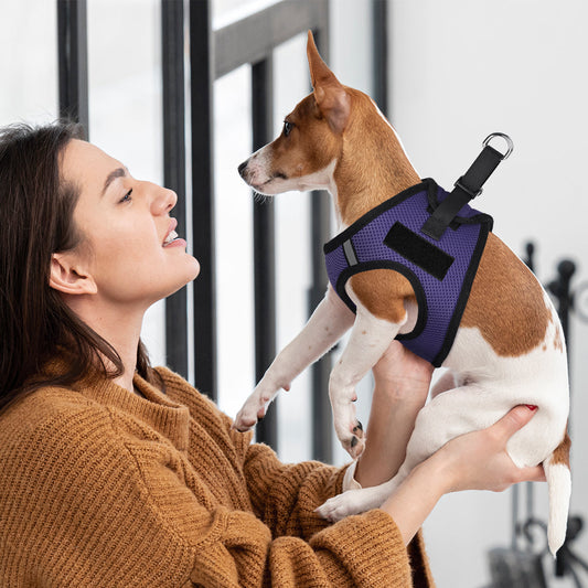 Woman holding a small dog wearing a purple mesh harness