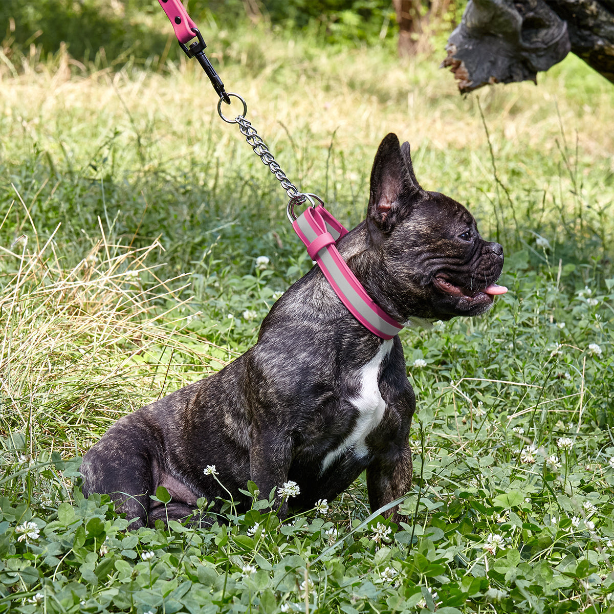 Reflective Biothane Martingale Dog Collar with Quick Release Buckle