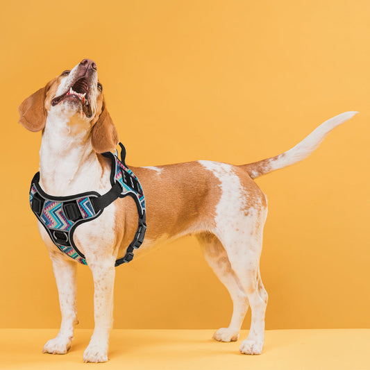 Beagle dog wearing a colorful patterned harness looking up