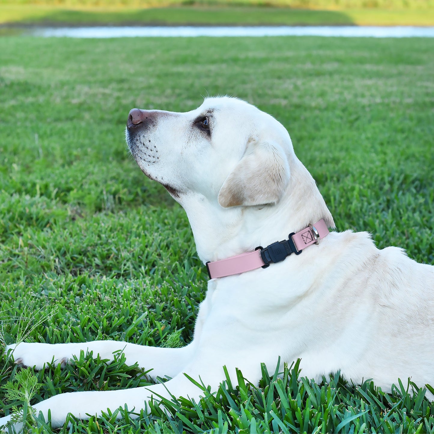 Dogline Biothane Waterproof Dog Collar with Herm Sprenger Stainless Steel Quick Release Buckle