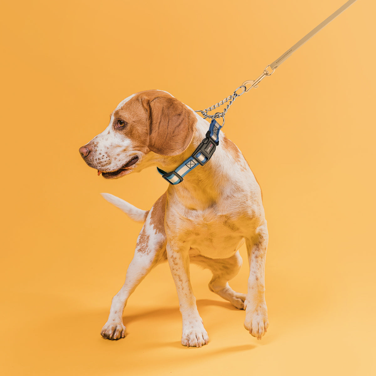 Reflective Biothane Martingale Dog Collar with Quick Release Buckle