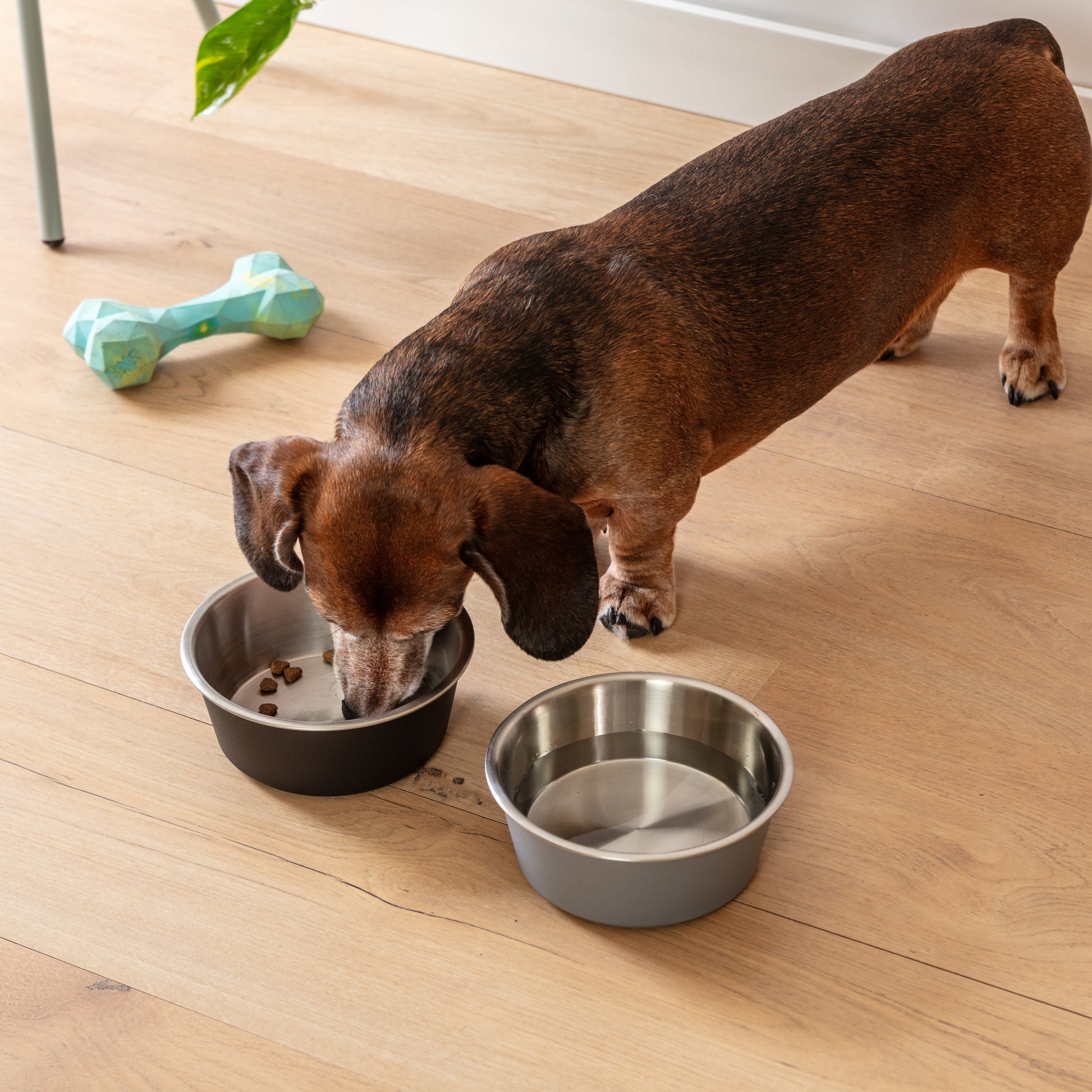 MALMO PET BOWL SET OF TWO - Park Life Designs