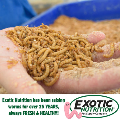 Giant Live Mealworms (1")