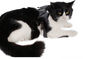 Cat Bat Wing Harness
