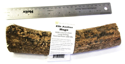 Elk Antler - Huge Whole- EACH