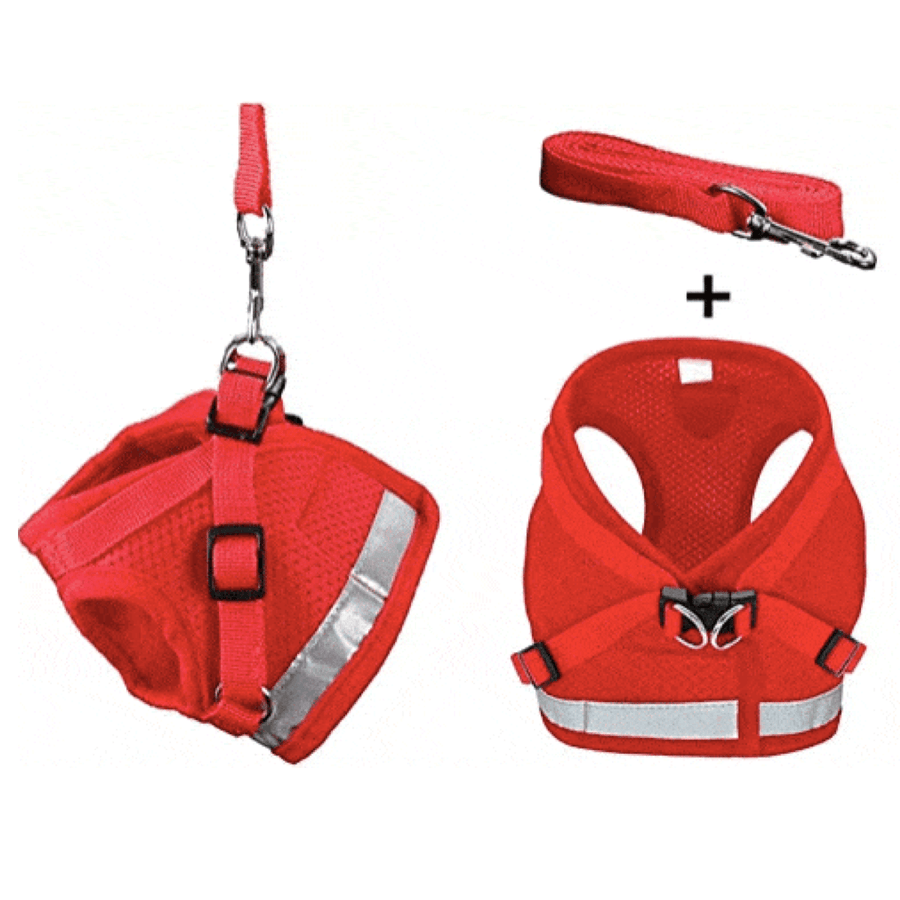 "The True Adventurer" Harness & Leash