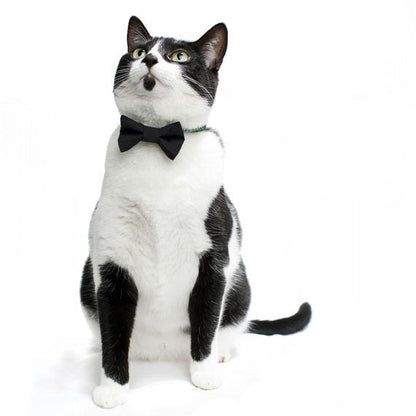 The Back to Business - Bow Tie