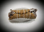 Cakes & Pastries - Grr Noli (Case of 15)