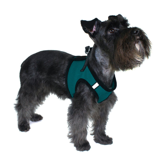 Black schnauzer dog wearing a teal mesh dog harness with black trim