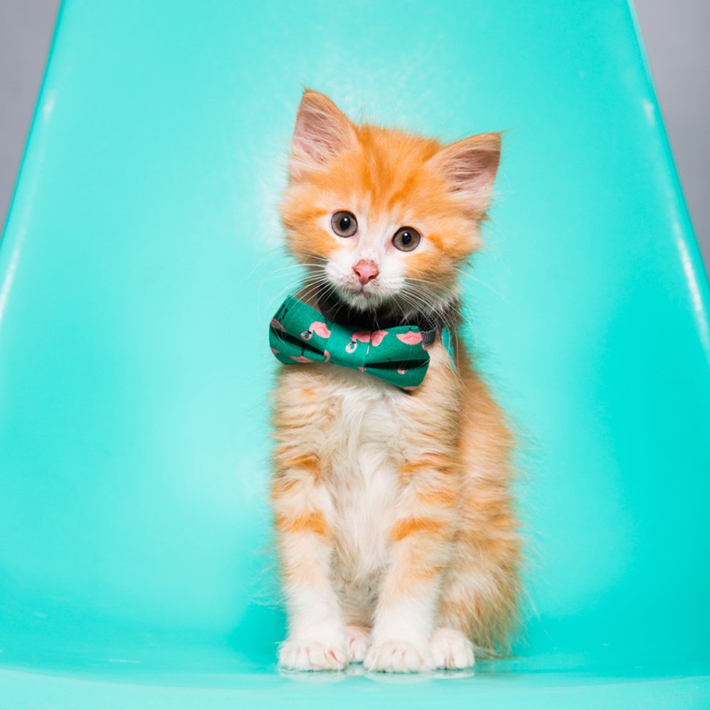 The Next Stop, Miami - Bow Tie - Limited Edition