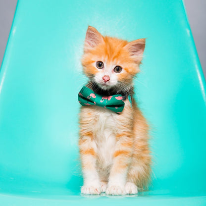The Next Stop, Miami - Bow Tie - Limited Edition