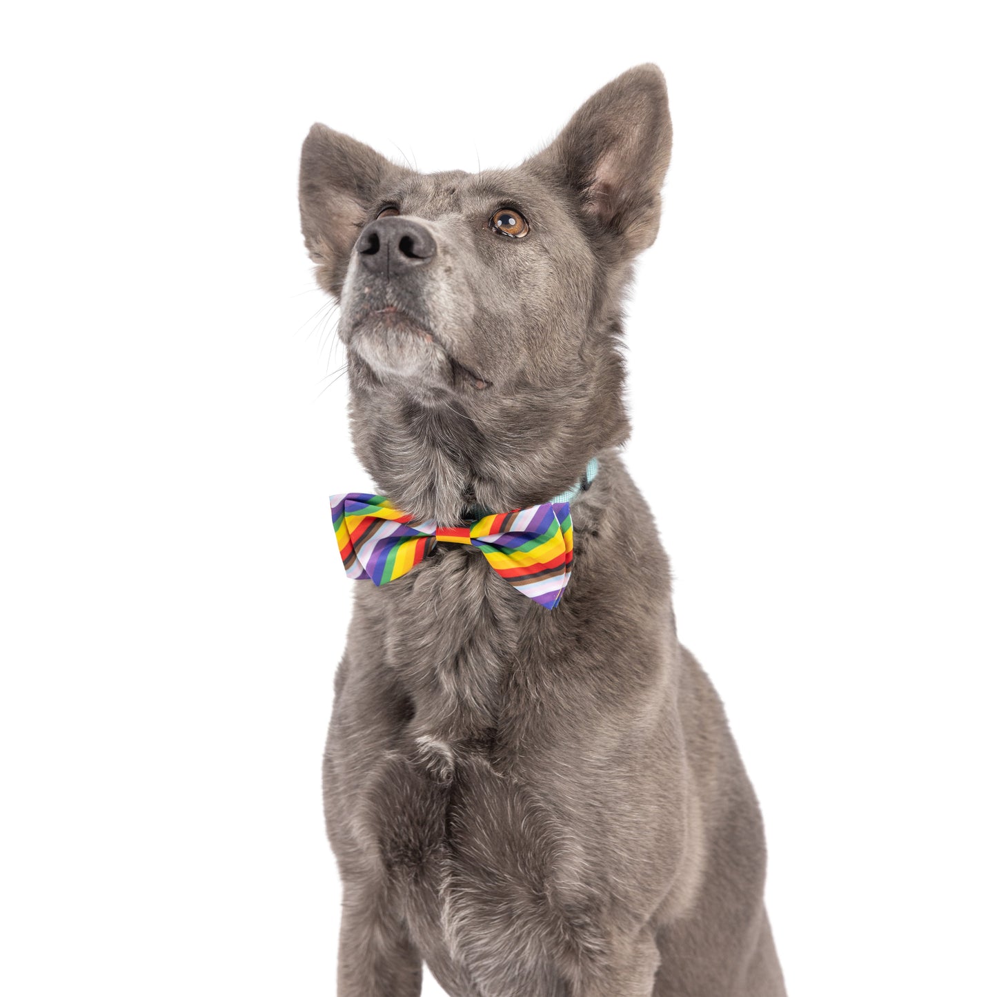 All Together Bow Tie