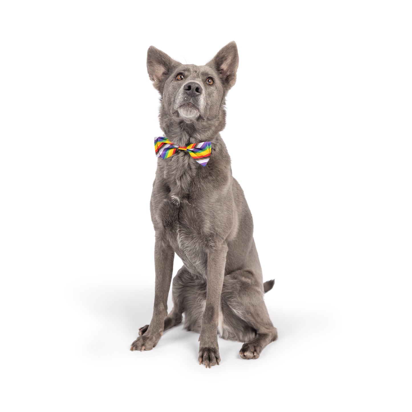 All Together Bow Tie