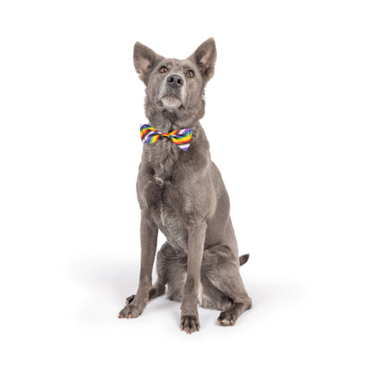 All Together Bow Tie