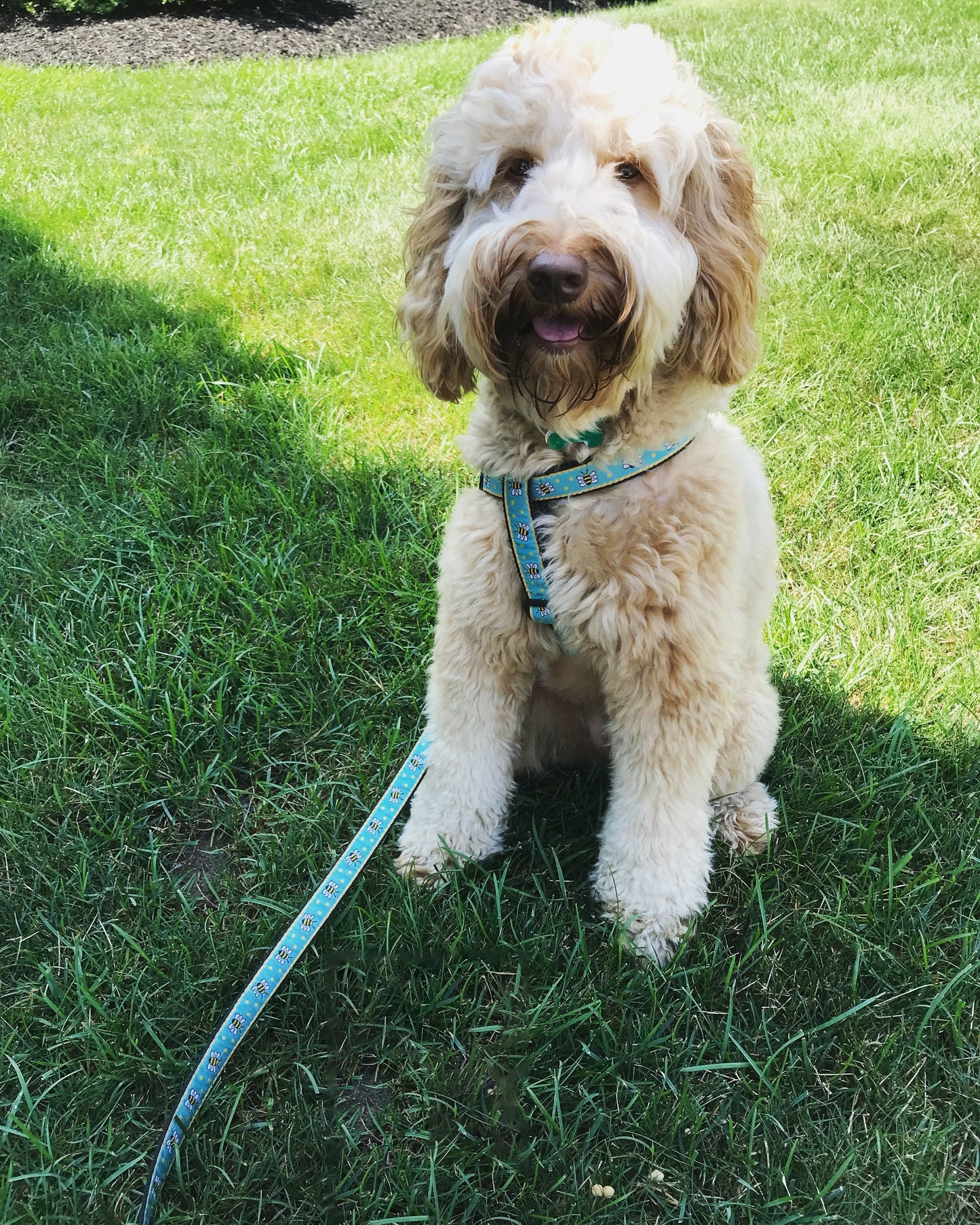 Bee Small Breed Dog Harness