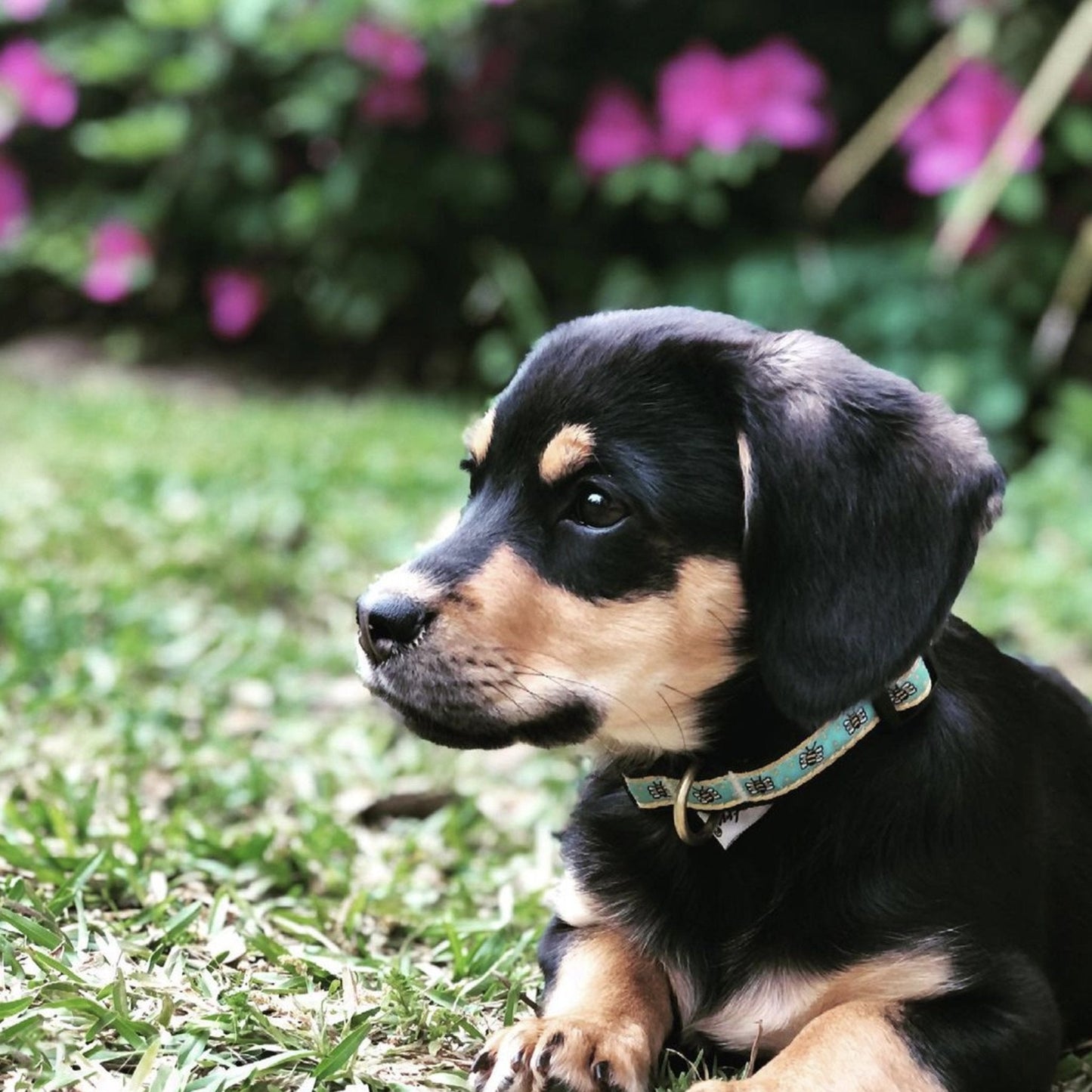 Bee Small Breed Dog Collar