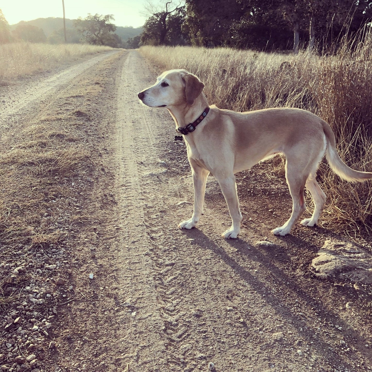 Bella Floral Dog Collar