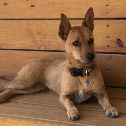 Bella Floral Dog Collar