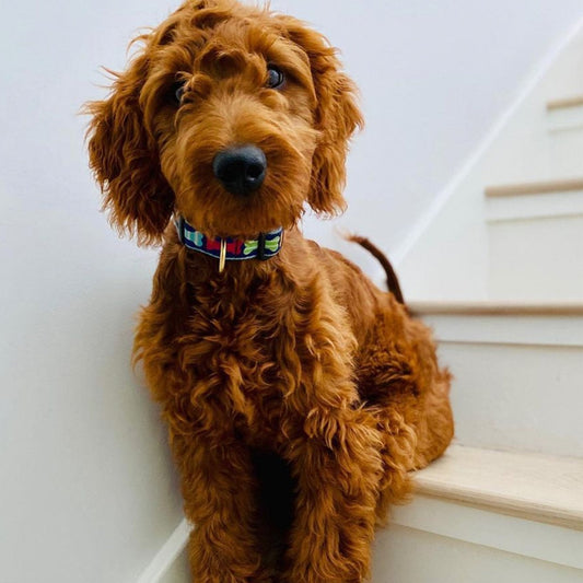 Big Bones Dog Collar