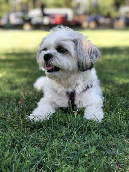 Black and White Dot Small Breed Dog Harness