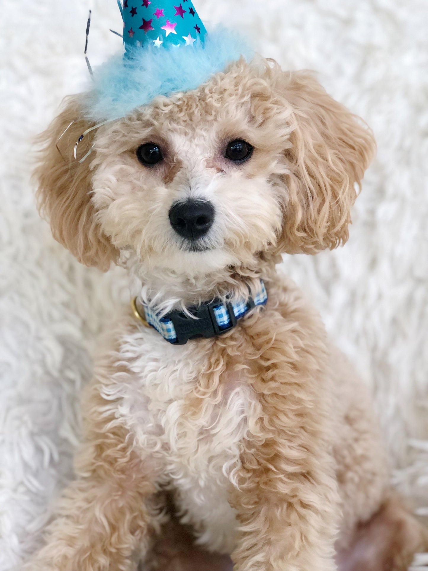 Blue Gingham Small Breed Dog Collar