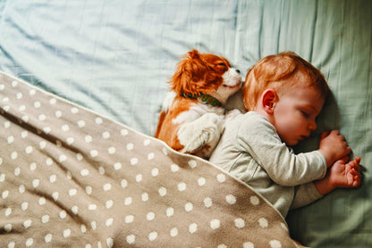 Bright Sunflower Small Breed Dog Collar