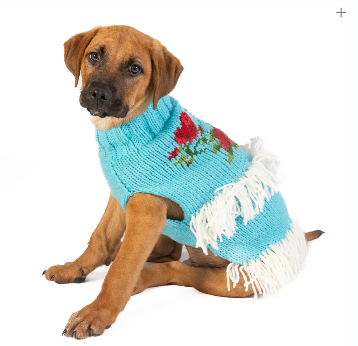 Brown puppy wearing a light blue knitted sweater with red roses and white fringe