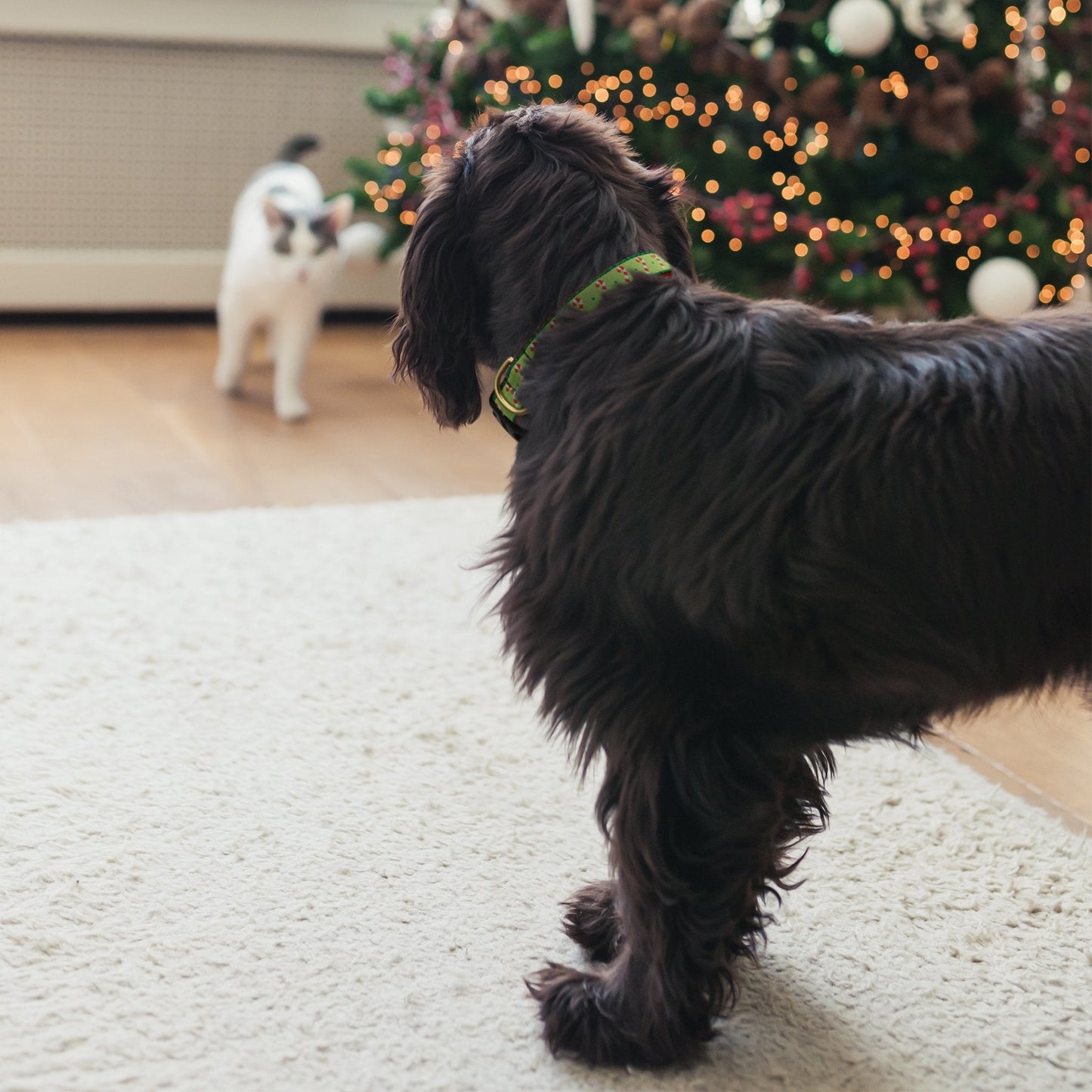Candy Cane Dog Collar