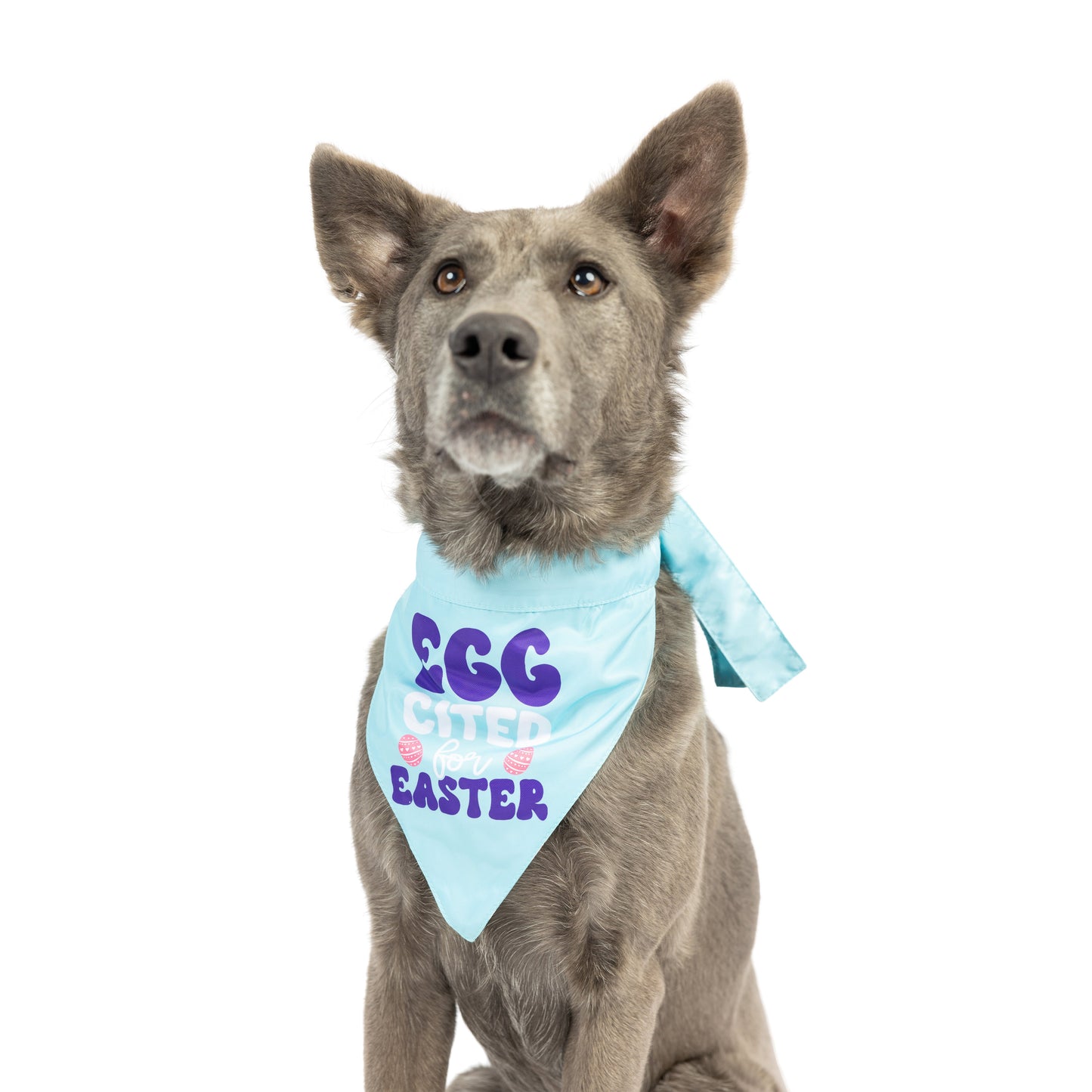 Chicks & Eggs Bandana