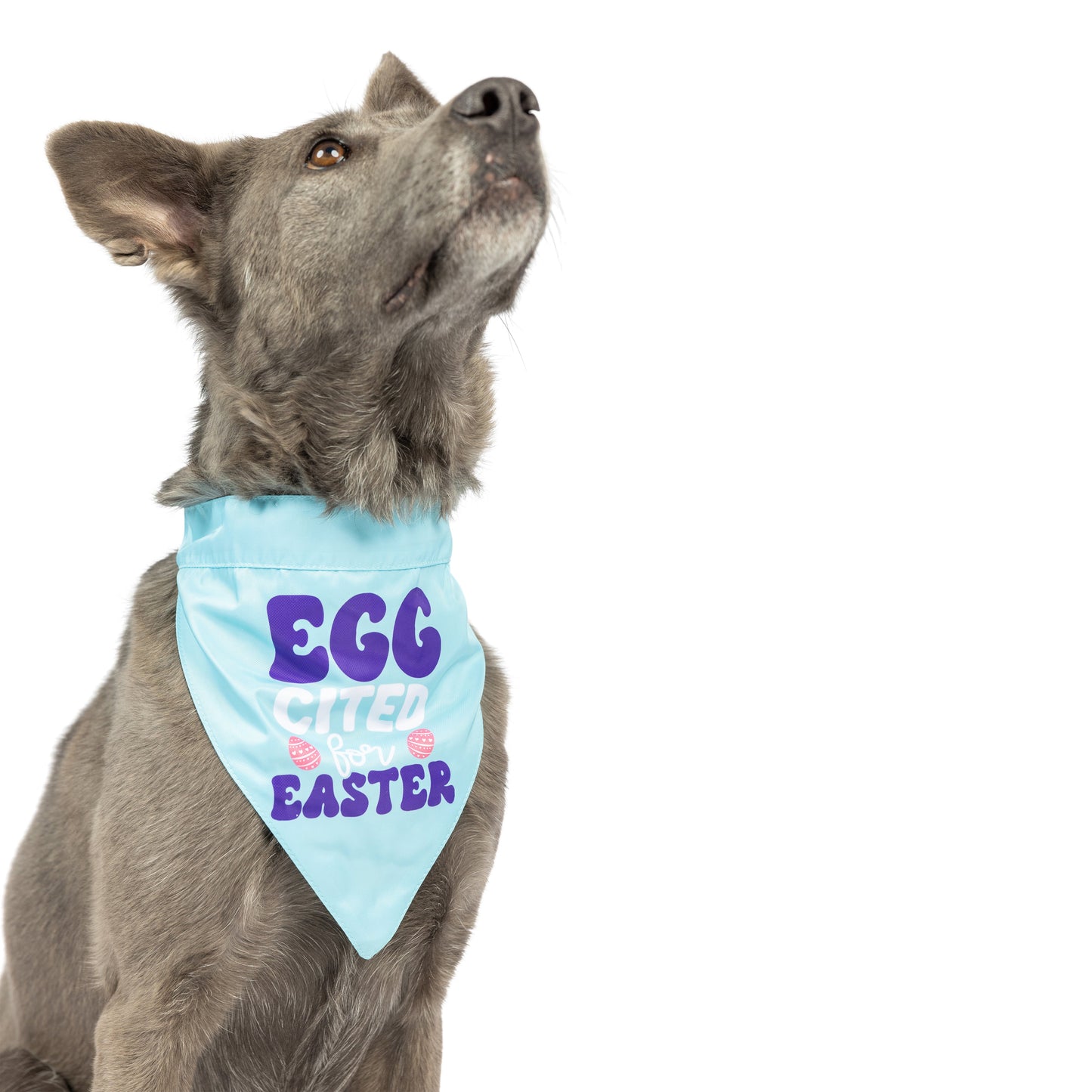 Chicks & Eggs Bandana