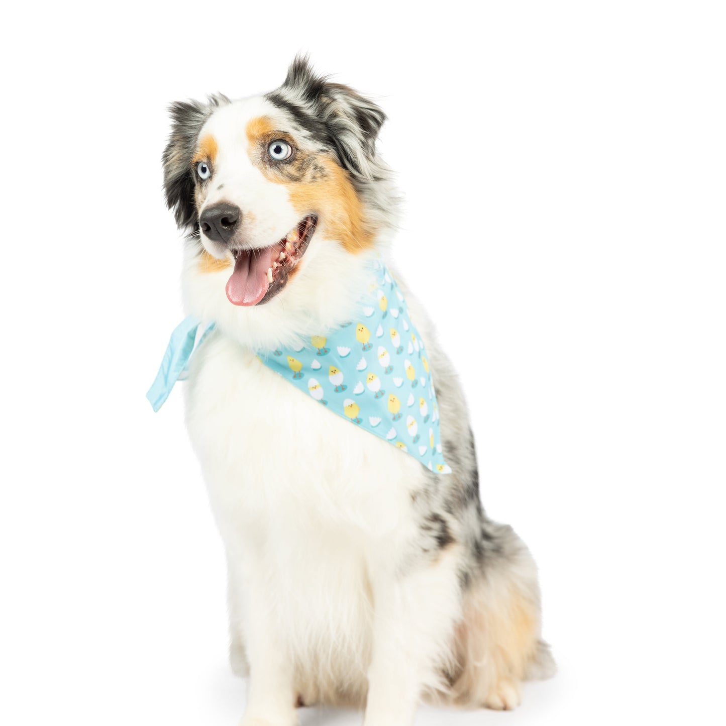 Chicks & Eggs Bandana