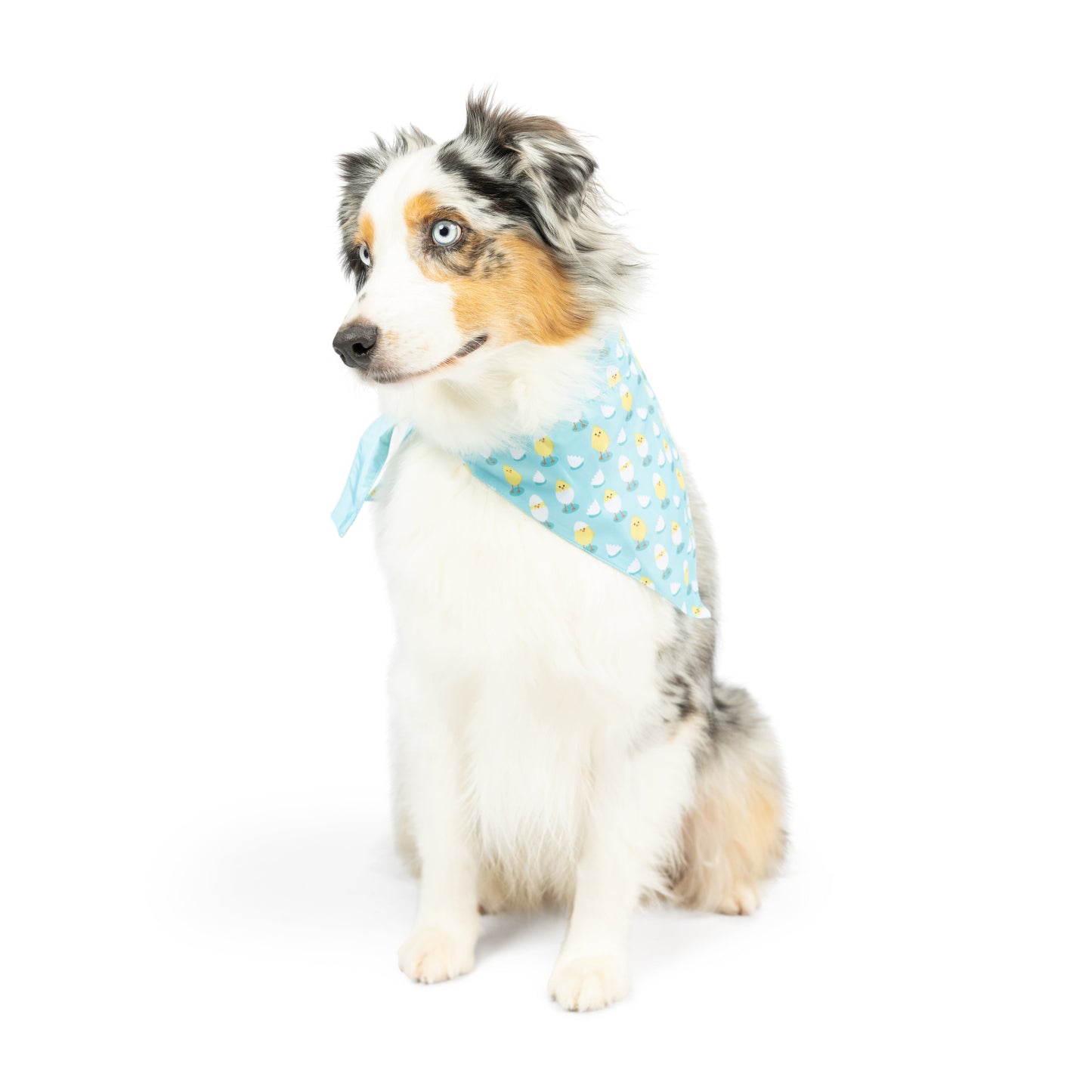 Chicks & Eggs Bandana
