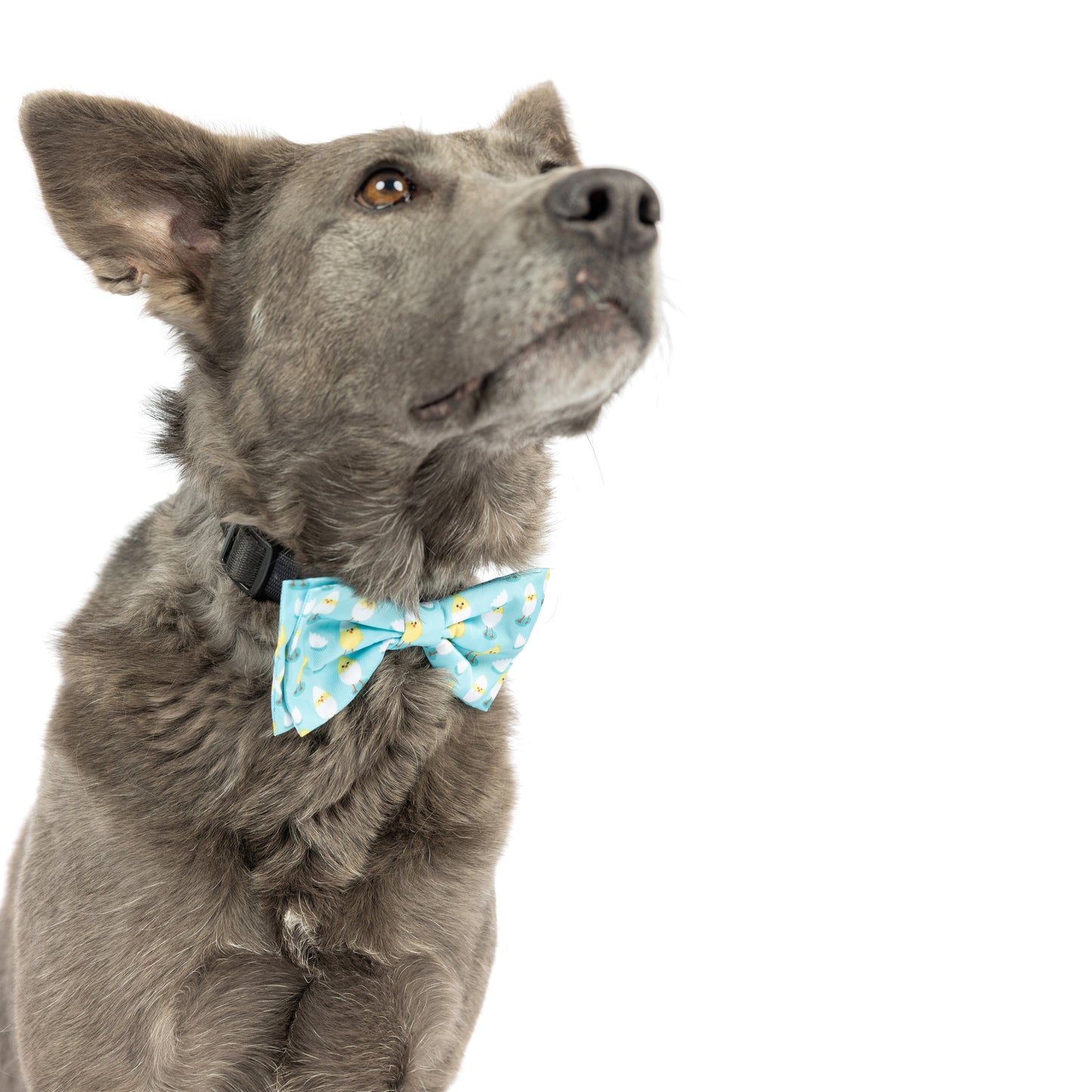 Chicks & Eggs Bow Tie