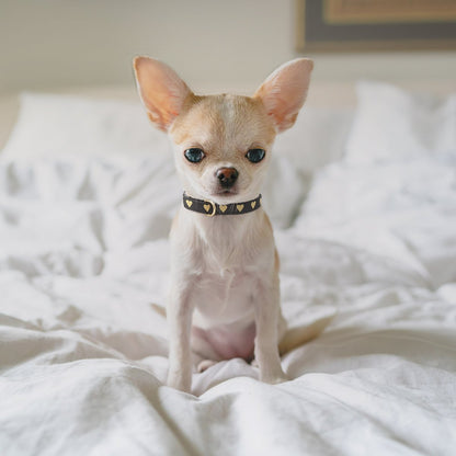 Heart of Gold Small Breed Dog Collar