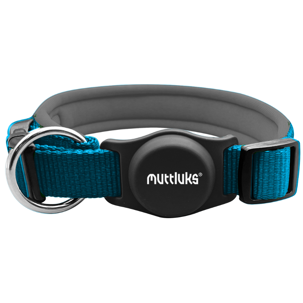 Muttluks teal dog collar with grey padding and black buckle