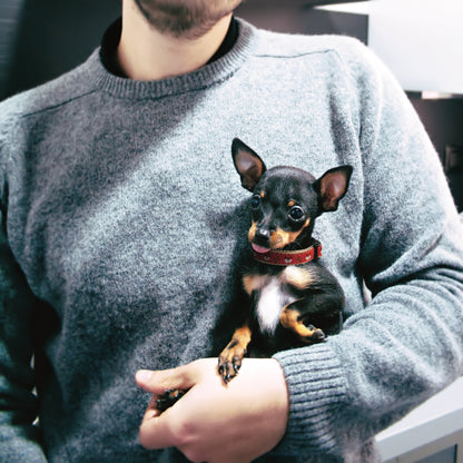 Foxy Small Breed Dog Collar