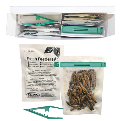 Fresh Feeders