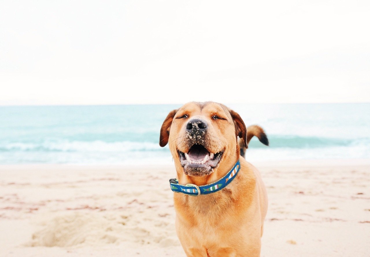 Funky Fish Dog Collar