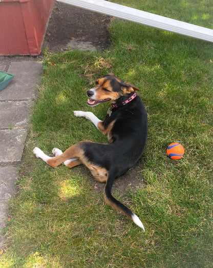 Got Bones Dog Collar