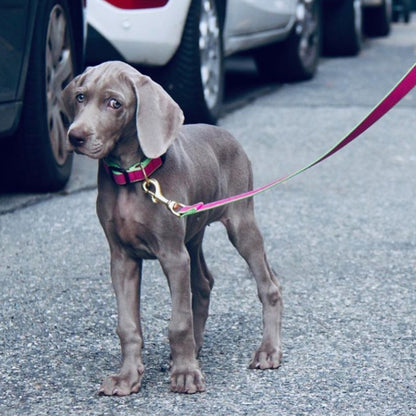 Color Market Dog Lead