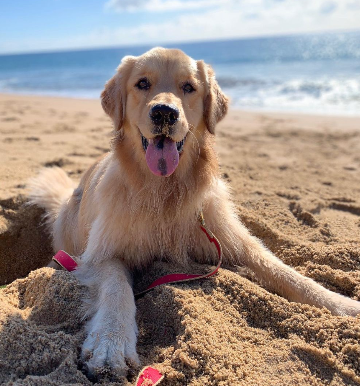 Color Market Dog Lead