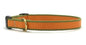 Color Market Dog Collar - Small Breed