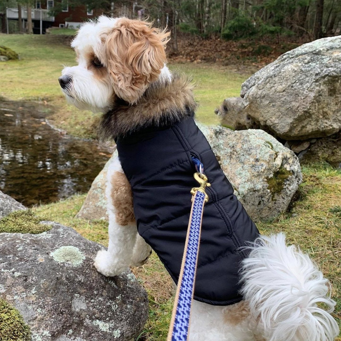 Gridlock Small Breed Dog Collar