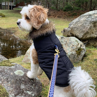 Gridlock Small Breed Dog Collar